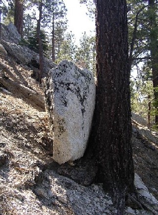tree rock